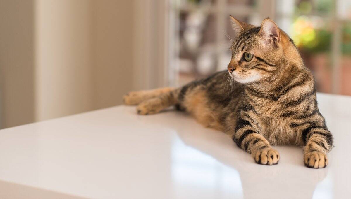 『気性が激しい猫』に当てはまりやすい特徴5つ　怒りっぽくなる理由や心がけたい接し方