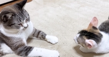 怖がりな新入り子猫→先住猫とふたりきりで対面させてみると…心温まる光景に「なんて素敵なの」「優しいお姉ちゃん」「可愛すぎる」と反響