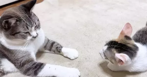 怖がりな新入り子猫→先住猫とふたりきりで対面させてみると…心温まる光景に「なんて素敵なの」「優しいお姉ちゃん」「可愛すぎる」と反響