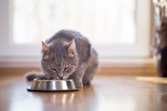 大切な愛猫のフードに「危険物質」が⁉　米国の非営利団体がショッキングな調査結果を発表