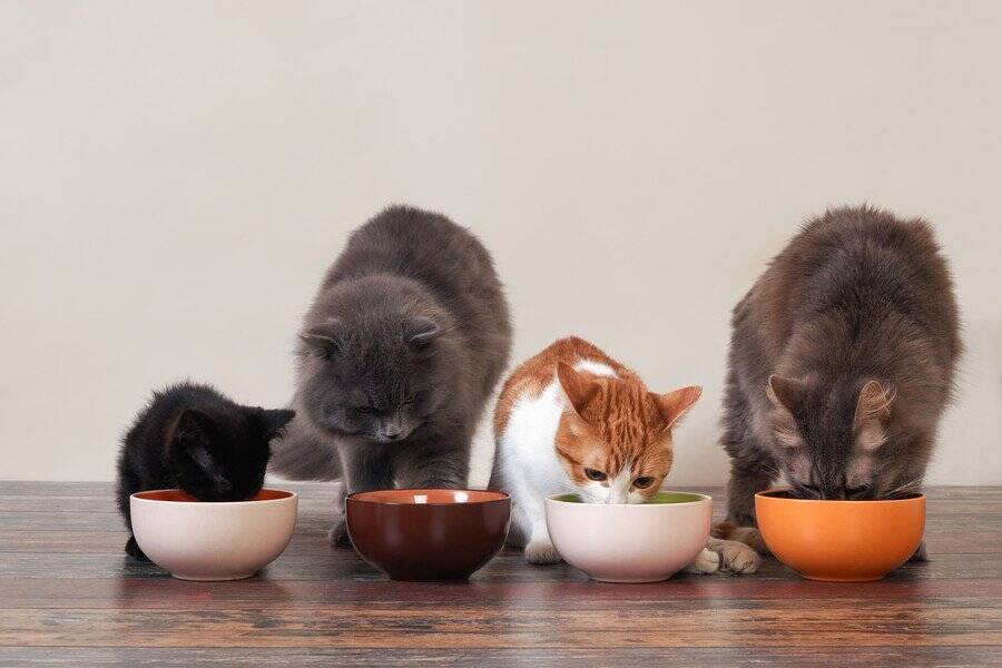 大切な愛猫のフードに「危険物質」が⁉　米国の非営利団体がショッキングな調査結果を発表