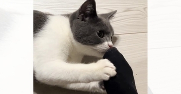 初めての『足の匂い』に……猫が見せた『反応』に爆笑する人が続出「意外と感激してたりしてｗ」「ほんまか？みたいな顔ｗ」と29万再生