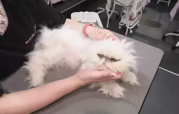 『もし自分に何かあったら、猫は…』亡き友人との『最後の約束』を果たす様子に感動の声「涙が止まりません」「大事にされていたのがわかる」