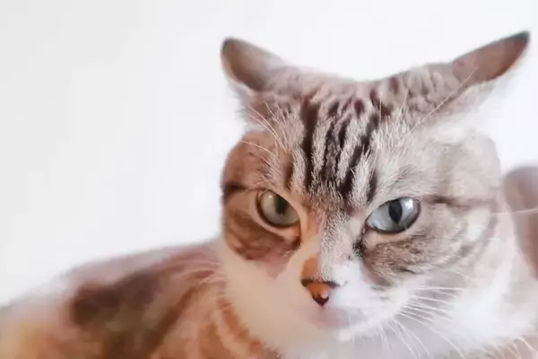猫を『不安』にさせる飼い主のNG行動4つ　気付かぬうちにストレスを与えているかも？
