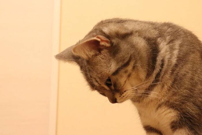 猫を『不安』にさせる飼い主のNG行動4つ　気付かぬうちにストレスを与えているかも？