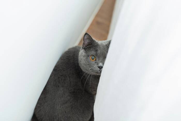 猫を『不安』にさせる飼い主のNG行動4つ　気付かぬうちにストレスを与えているかも？