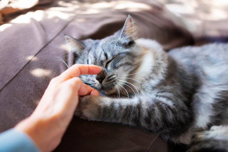 懐かしい思い出の歌が、固く閉ざされた高齢猫の心を開いた！　