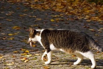 SNSで人気になった「葉っぱをくわえて魚を買いに来る」かわいい猫　その真偽は…？