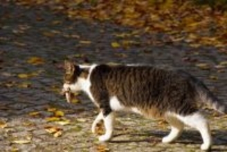 SNSで人気になった「葉っぱをくわえて魚を買いに来る」かわいい猫　その真偽は…？