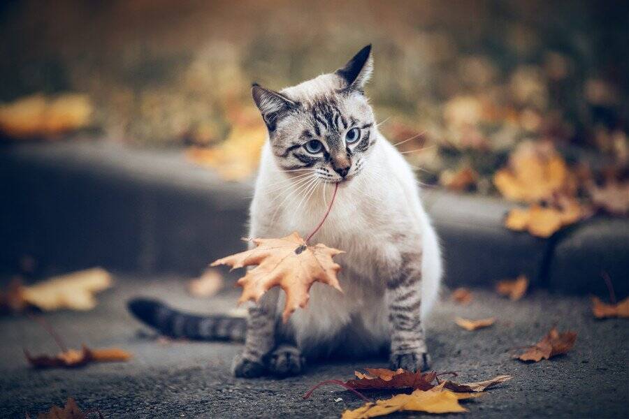 SNSで人気になった「葉っぱをくわえて魚を買いに来る」かわいい猫　その真偽は…？