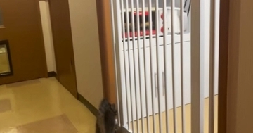 子猫がキッチンに入れないように『柵』を設置した結果…想定外な『まさかの展開』が304万再生「え？で吹いたｗ」「爆笑してしまった」
