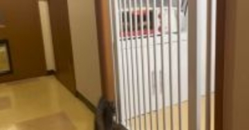 子猫がキッチンに入れないように『柵』を設置した結果…想定外な『まさかの展開』が304万再生「え？で吹いたｗ」「爆笑してしまった」