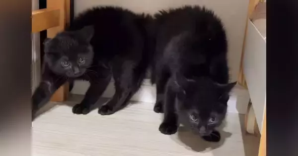 大きな物音が連続で続いた結果、子猫たちが…まさかの『やんのかポーズの連鎖』が36万再生「笑いが止まらん」「みんな驚いたんだねｗ」