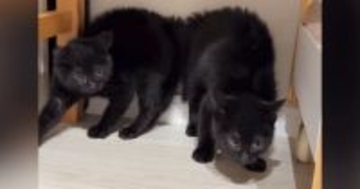 大きな物音が連続で続いた結果、子猫たちが…まさかの『やんのかポーズの連鎖』が36万再生「笑いが止まらん」「みんな驚いたんだねｗ」
