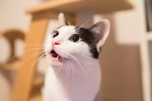 猫に『ごめんね』と謝りたいときの方法3つ　伝え方のコツや逆効果になるNG行為も