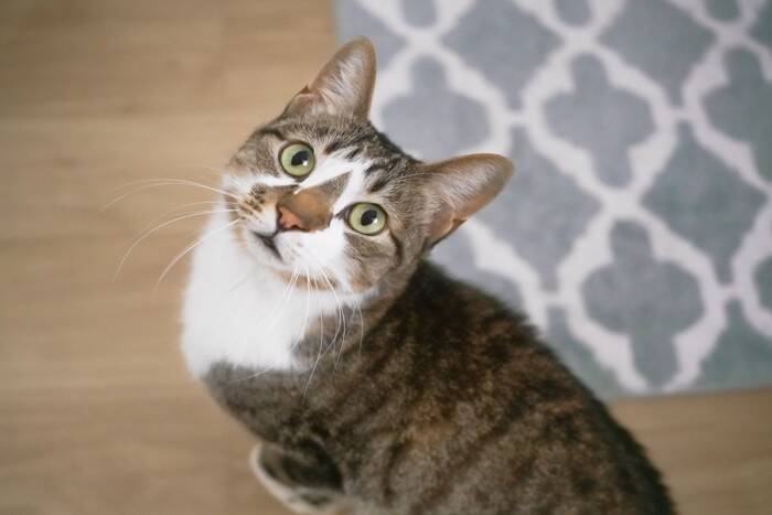 猫に『ごめんね』と謝りたいときの方法3つ　伝え方のコツや逆効果になるNG行為も