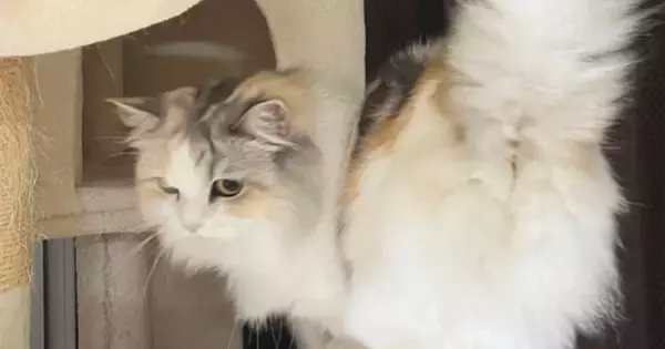 飼い主さんと遊びたい『ツンデレな猫』→『しっぽ』を見ると……尊すぎる瞬間に「可愛らしいｗ」「立派なモフモフシッポ」と反響