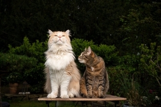 猫があなたを『大きな猫』だと思っていそうな行動4選　仲間だと認識しているの？考えられる心理まで
