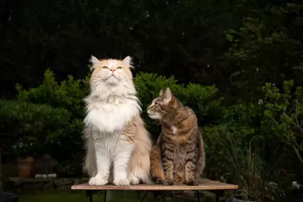 猫があなたを『大きな猫』だと思っていそうな行動4選　仲間だと認識しているの？考えられる心理まで