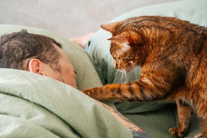 猫があなたを『大きな猫』だと思っていそうな行動4選　仲間だと認識しているの？考えられる心理まで