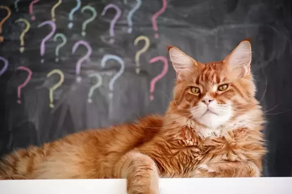 猫の命に関わる『膵炎』ってどんな病気？気付きにくい初期症状から治療法まで解説