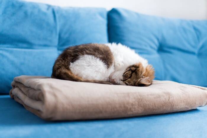 猫の命に関わる『膵炎』ってどんな病気？気付きにくい初期症状から治療法まで解説