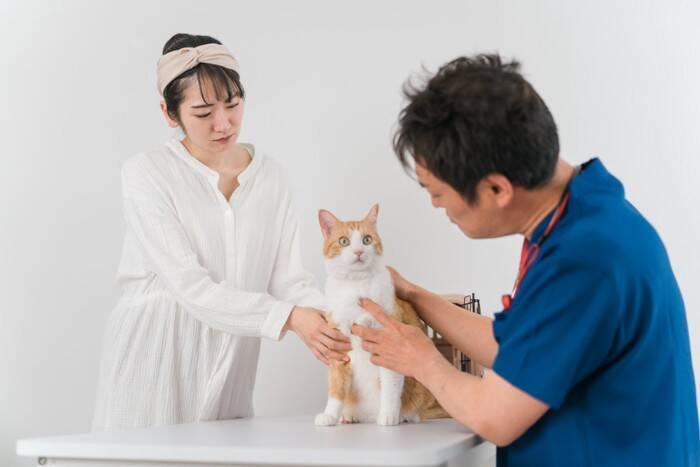 猫の命に関わる『膵炎』ってどんな病気？気付きにくい初期症状から治療法まで解説