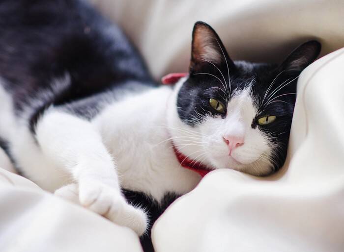 猫の命に関わる『膵炎』ってどんな病気？気付きにくい初期症状から治療法まで解説