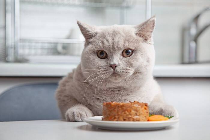 『よく食べる猫』との暮らしで注意したいこと4選　食べ過ぎによる健康リスクや適切な食事管理のコツ