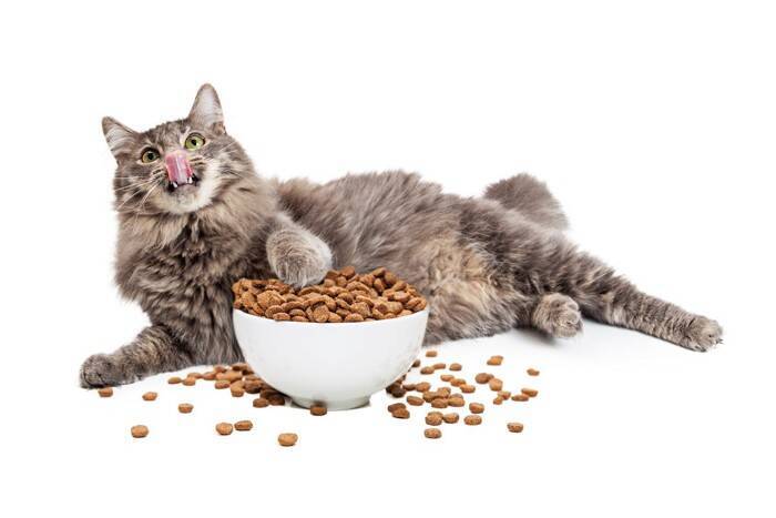 『よく食べる猫』との暮らしで注意したいこと4選　食べ過ぎによる健康リスクや適切な食事管理のコツ