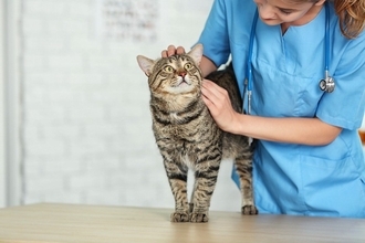 猫が通う『動物病院』を決める方法4つ　どう探せばいいの？信頼できる病院の見分け方とは