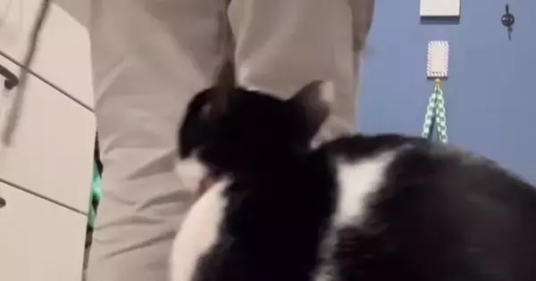 足元でウロウロとする猫→『エプロンを着けた飼い主さん』が背中を向けると…「もう赤ちゃんじゃん」「羨ましすぎる」尊すぎる光景が35万再生