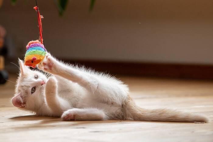 猫を褒めてしつける『陽性強化法』とは？　4つの活用方法から心がけるべきことまで