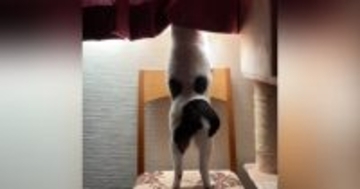 『窓枠に飛び乗ろうとする猫』を撮っていたら…想像の斜め上をいく展開に爆笑の声「バス停で吹いたｗ」「電車の中で声出たｗ」と24万再生