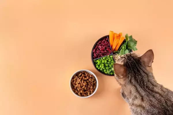 猫に『豆製品』を食べさせても大丈夫？体に与える影響や注意すべきことまで