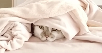 『コタツ』を片付けようとしたら、『２匹の猫』が……『可愛すぎる行動』に笑顔になる人が続出「お邪魔虫になったｗ」「大好きなんだねｗ」