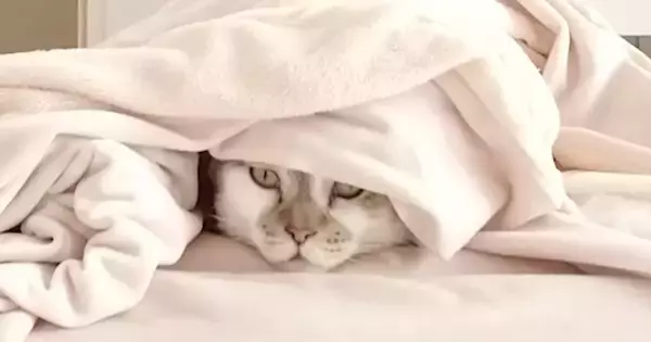 『コタツ』を片付けようとしたら、『２匹の猫』が……『可愛すぎる行動』に笑顔になる人が続出「お邪魔虫になったｗ」「大好きなんだねｗ」