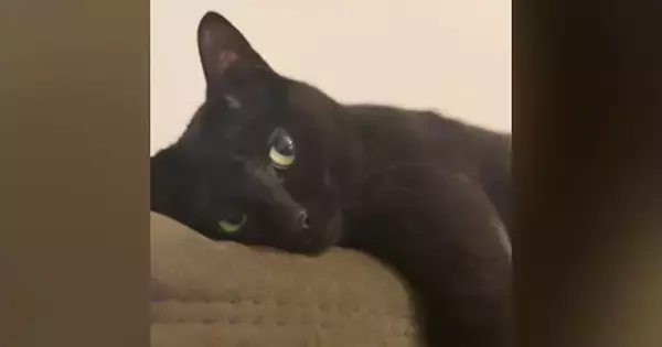 天気を気にする飼い主さん→隣には『くつろぐ黒猫』がいて…表情が可愛すぎると48万再生「うっとりとした顔がたまらん」「母性爆発した」