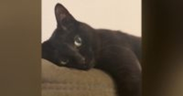 天気を気にする飼い主さん→隣には『くつろぐ黒猫』がいて…表情が可愛すぎると48万再生「うっとりとした顔がたまらん」「母性爆発した」