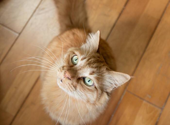 猫と『いい関係』を保つための習慣7つ　飼い主が意識したい接し方や距離感とは