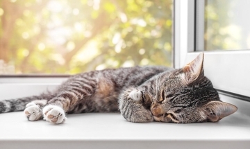 猫が『クーラー病』になると表れる症状4つ　冷やしすぎには要注意？飼い主が気を付けるべきこと
