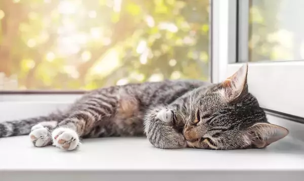 猫が『クーラー病』になると表れる症状4つ　冷やしすぎには要注意？飼い主が気を付けるべきこと