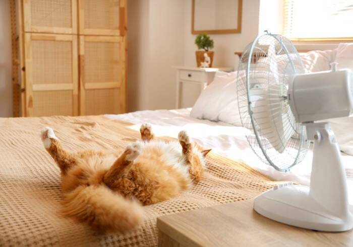 猫が『クーラー病』になると表れる症状4つ　冷やしすぎには要注意？飼い主が気を付けるべきこと