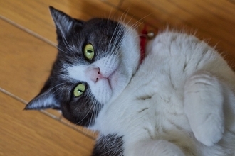 猫がする『飼い主に誤解されやすい』行動3選　考えられる心理から本当の意味まで