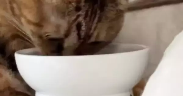 外で暮らしていた猫を家族に迎えて３年→食事中の様子を見ると……思わず笑ってしまう『体勢』に「クセが強いｗ」「怠惰になっていくね」の声