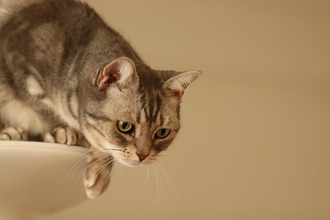 猫があなたが『寝ているときに襲いかかる』5つの理由　どんな目的があるの？やめさせるための対処法まで