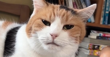 朝、目が覚めると『隣にいた甘えん坊の三毛猫』→飼い主が手を近づけたら…幸せ溢れる『朝のルーティン』に「なんて素敵」「うらやましい」の声