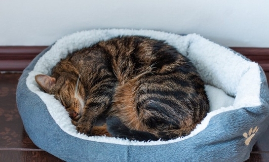 猫が『ずっと寝ている』4つの理由　睡眠に関する知識や見逃せない注意点まで