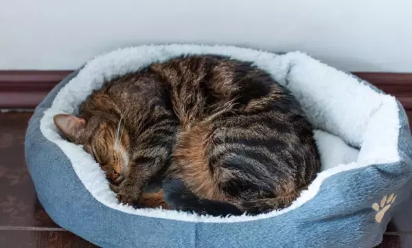 猫が『ずっと寝ている』4つの理由　睡眠に関する知識や見逃せない注意点まで