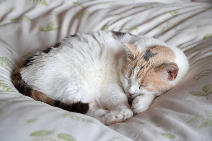 猫が『ずっと寝ている』4つの理由　睡眠に関する知識や見逃せない注意点まで